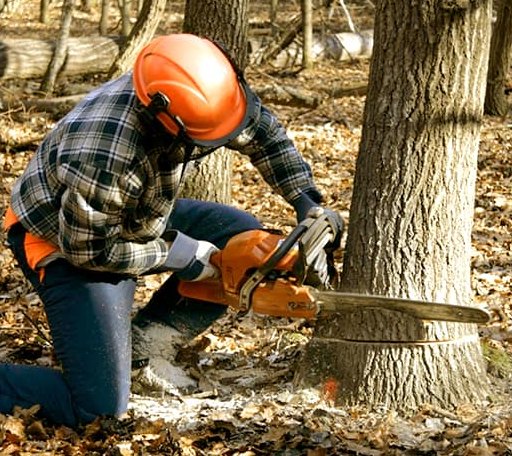 Tree Removal in White Pine, TN
